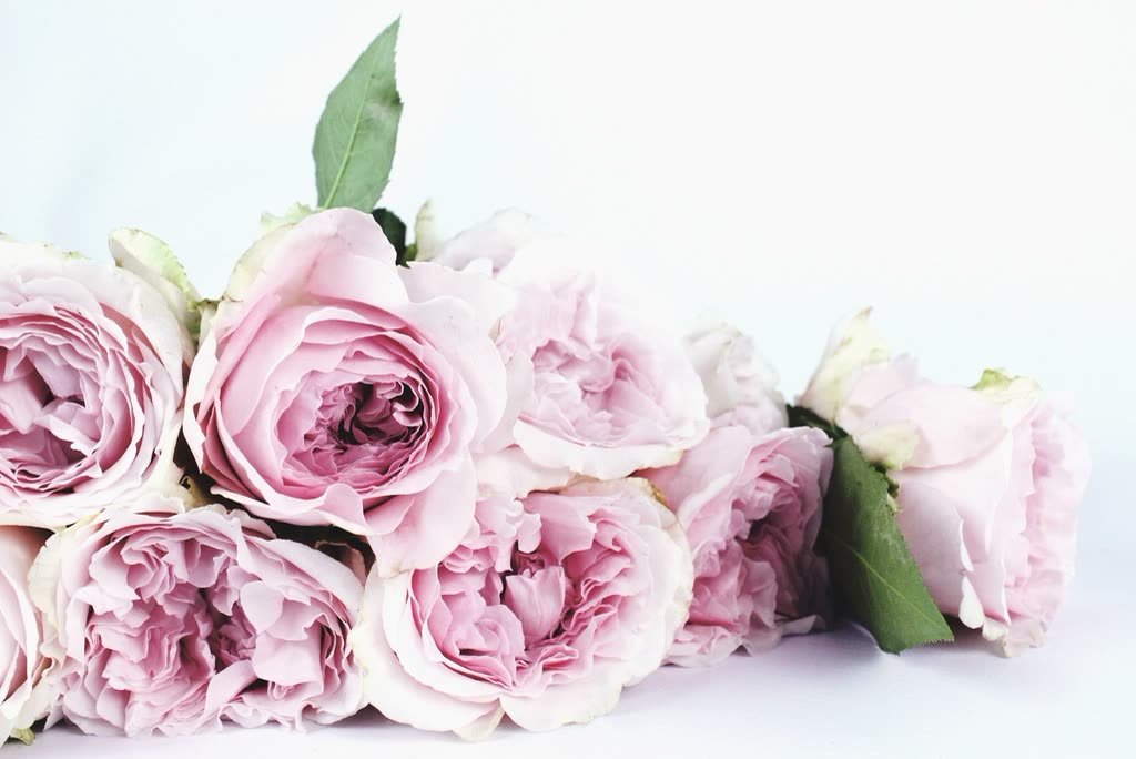 Blush pink garden roses with layers of ruffled petals