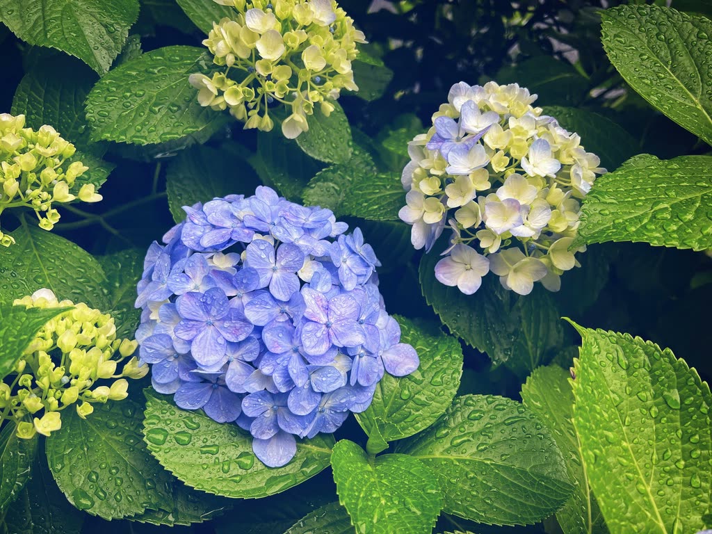 Blue and pale green hydrangea clusters among green leaves